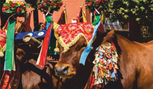 Le Traccas: i carri da lavoro che divengono un’icona della tradizione della Festa in Sardegna